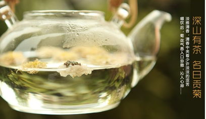 菊花茶的魅力 從古老草藥到現(xiàn)代時尚飲品
